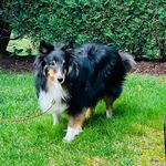 Profile Picture of Jake Milo Fox (@jake_milo_fox20) on Instagram