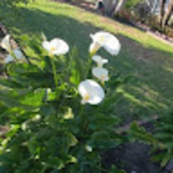 Profile Picture of Ada Castro (@castroada26) on Poshmark