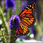 Sheryl Larson - Instagram Profile Picture of Sheryl Larson (@sheryllarson) on Instagram