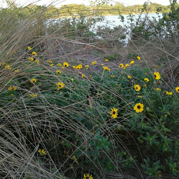 Jacqueline Marcello - Poshmark Profile Picture of Jacqueline Marcello (@qline) on Poshmark