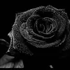 Profile Picture of Fodor Thomas (@fodor.thomas) on Tiktok