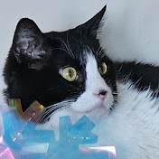 Profile Picture of Portia Thomas (@merpderp4708) on Youtube