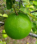 Profile Picture of Key limeon Wikipedia