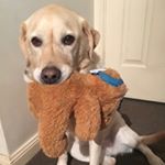 Profile Picture of John O'Leary (@maggielabrador) on Instagram