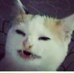 Profile Picture of Herbert (@herbert_die_katze) on Instagram