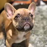 Sebastian Hernandez - Instagram Profile Picture of Sebastian Hernandez (@elcocofrenchie) on Instagram