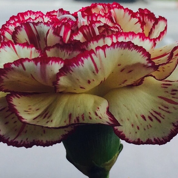 Profile Picture of Ashleigh Ormston (@kybear2015) on Poshmark