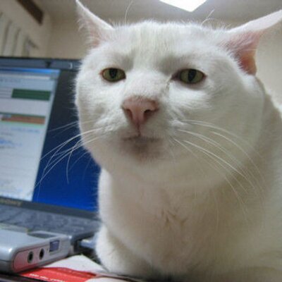 Profile Picture of なかむら　しょういちろう (@chow_low) on Twitter