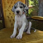 Profile Picture of Steve DiCiro (@stevediciro) on Instagram