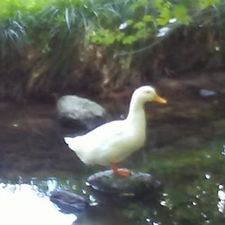 Profile Picture of Sherry DiFonzo (@sherry.difonzo) on Facebook