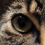 Profile Picture of Jake/milo (@jake.s.long11) on Instagram