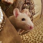 Profile Picture of donna hackney (@mama_hackney) on Instagram