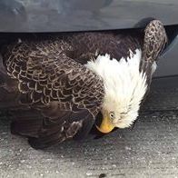 Profile Picture of Scott Ohman (@humboldtscott) on Pinterest