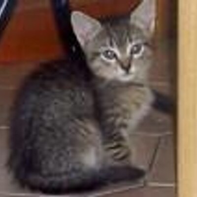 Profile Picture of Steve Fortuna (@steve_fortuna) on Twitter