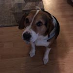 Profile Picture of Tyler Stauffer (@stauffer529) on Instagram