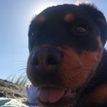 Profile Picture of Bel ✨ (@isabelgilbert) on Instagram
