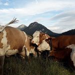 Profile Picture of Peter Schmuck (@peter.schmuck.712) on Instagram