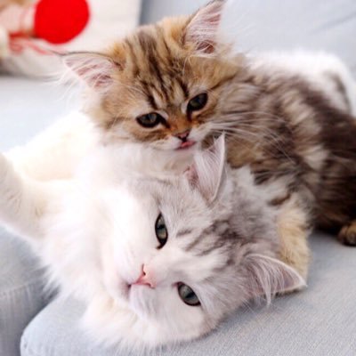 Profile Picture of Leon & Lily Bub 🐾 (@LeonBub) on Twitter