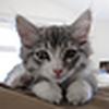 Profile Picture of Simon Lai (@Simon P Lai) on Flickr