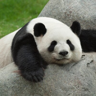 Profile Picture of Deborah-Ruth Ferber (@PandaMennoDeb) on Twitter