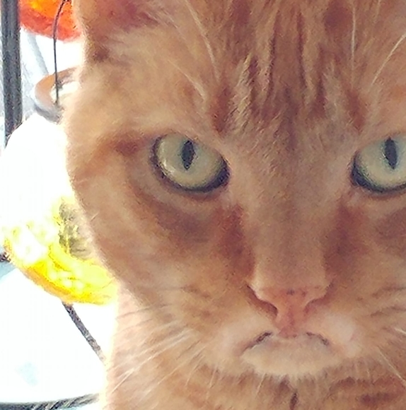 Profile Picture of Doris Calhoun (@doris_l) on Poshmark