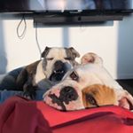 Wally & Maisey Herbert - Instagram Profile Picture of Wally & Maisey Herbert (@wallace_andco) on Instagram