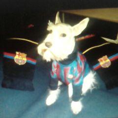 Profile Picture of David Sanchez Nicola (@david1442004) on Twitter