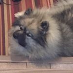 Profile Picture of David Lamoureux (@dllamoureux) on Instagram