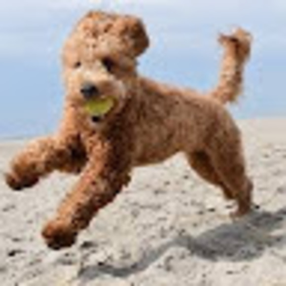 Profile Picture of Nate Branchflower (@nbranchflower) on Poshmark