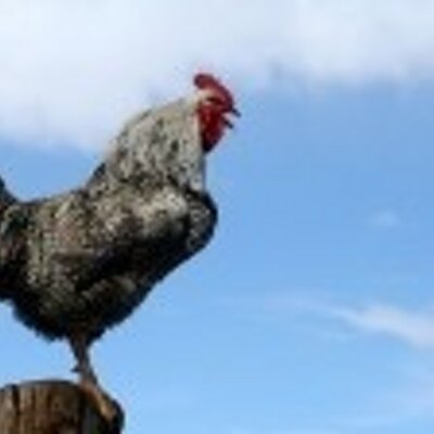 Profile Picture of Clarence Jacobs (@GallusCooper) on Twitter