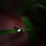 Profile Picture of aswin (@macro__buddy) on Instagram