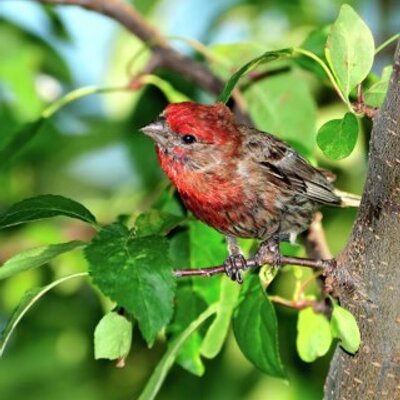 Profile Picture of Joseph Parone (@316Zeph) on Twitter