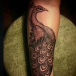 Profile Picture of Robert Gurrola (@tigerrob) on Instagram