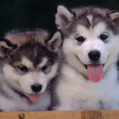 Profile Picture of Wayne Thorpe (@renegaderider12) on Twitter