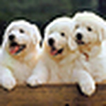 Peter Wang - Flickr Profile Picture of Peter Wang (@khlcvs) on Flickr