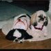 Profile Picture of Sharon Kehrer (@chuchu1948) on Pinterest