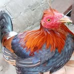 Profile Picture of Harrick Backyard (@harrick.backyard) on Facebook