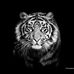 Profile Picture of Osvaldo Iuston (@tex.jordan.7) on Facebook