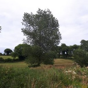 Patrick Caffrey - Twitter Profile Picture of Patrick Caffrey (@spudcaffrey) on Twitter