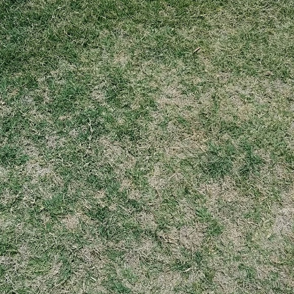 Profile Picture of A Cantu (@acantu802) on Poshmark