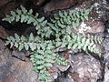 Profile Picture of Asplenium bradleyion Wikipedia