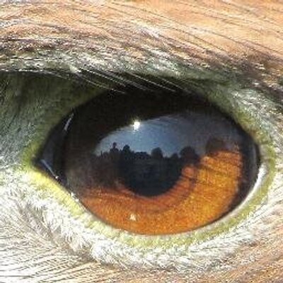 Profile Picture of Kelly Nicholls (@KellyLNicholls) on Twitter