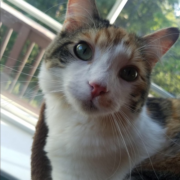 Profile Picture of Larissa Cravenho (@cravenho4199) on Poshmark