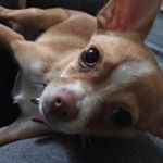 Profile Picture of Rocky Alvarez🐶 (@rockyontheblock) on Instagram