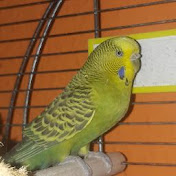 Profile Picture of Benjamin Schneider (@benjaminschneider9533) on Youtube