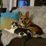 Profile Picture of Roy & Harry (@royandharryshenanigans) on Instagram