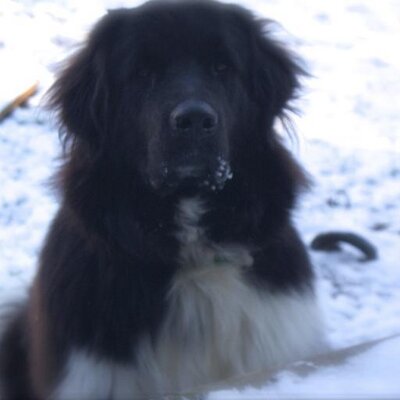 Profile Picture of Lori Lozinski (@LoriLozinski) on Twitter