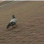 Profile Picture of Steven The Pigeon (@steventhepigeon) on Instagram