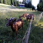 Profile Picture of Thomas (@thomas.barbolini) on Instagram