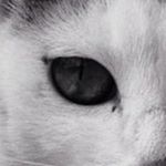 Profile Picture of 野良　寝子 (@l__i_f_e_i_s_) on Instagram